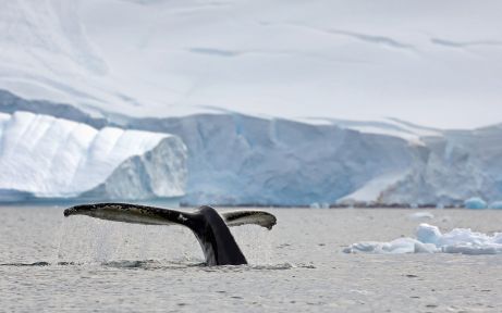 южноокеанские гиганты: путешествие китов с южными шетландскими островами и антарктическим полуостров