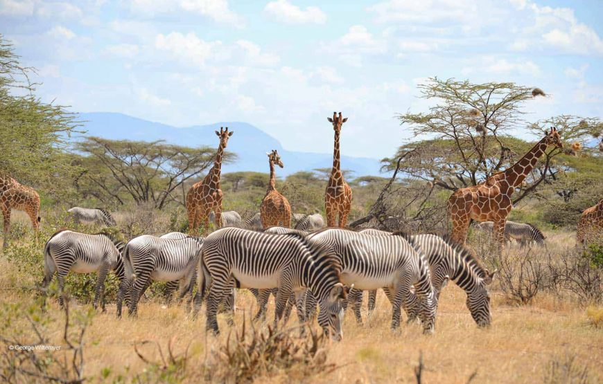 дикие животные Кении испытывают частную охоту